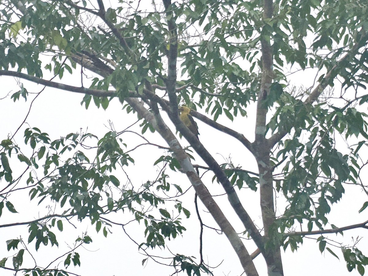 Cream-colored Woodpecker - Gabriel Willow