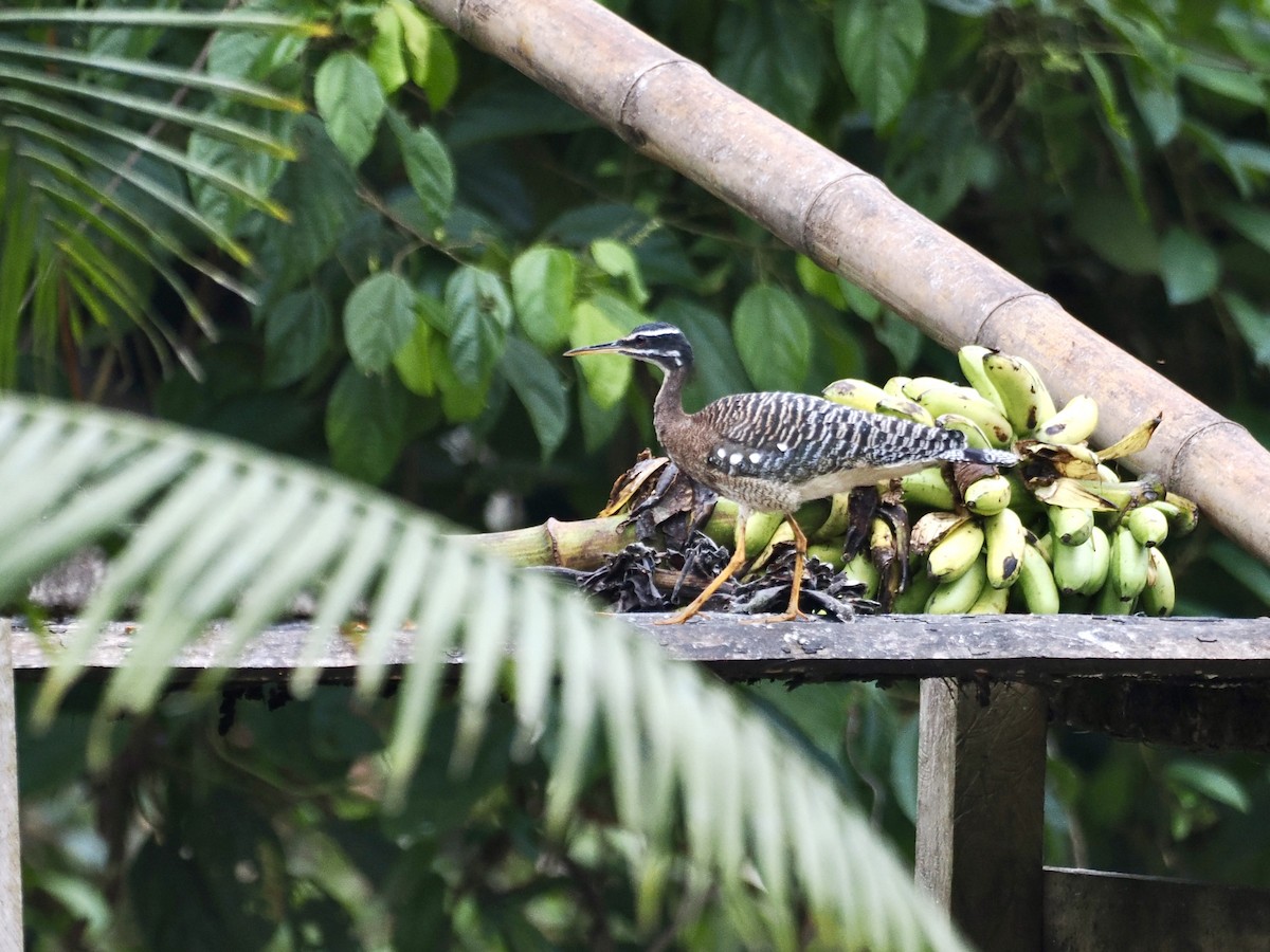 Sunbittern (Amazonian) - Gabriel Willow