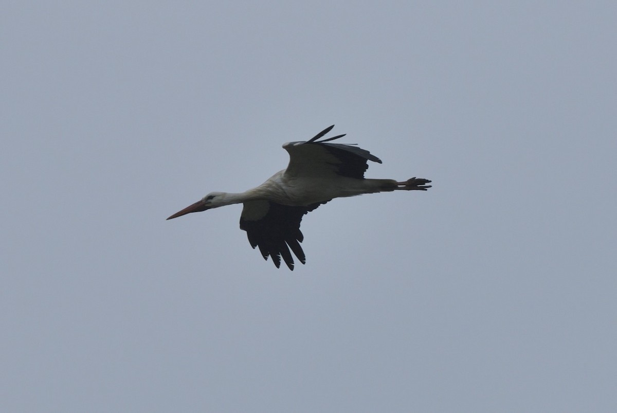 White Stork - ML615784566