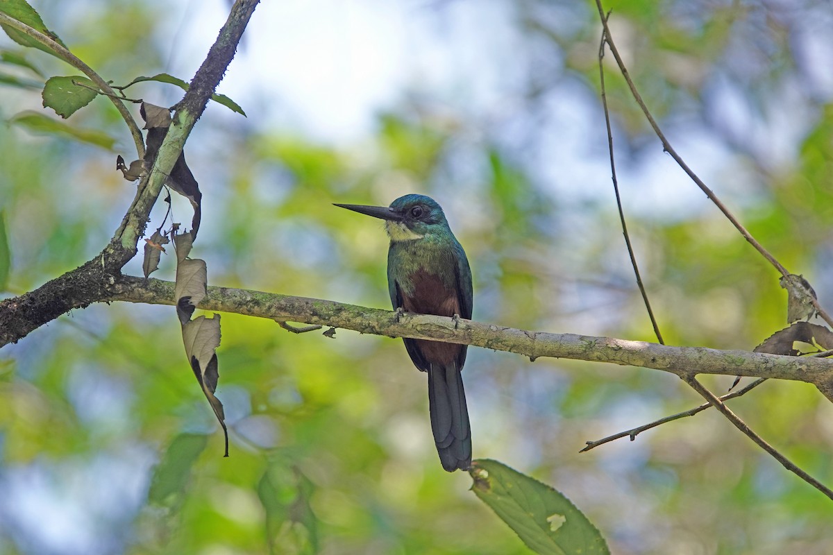 Green-tailed Jacamar - ML615784569