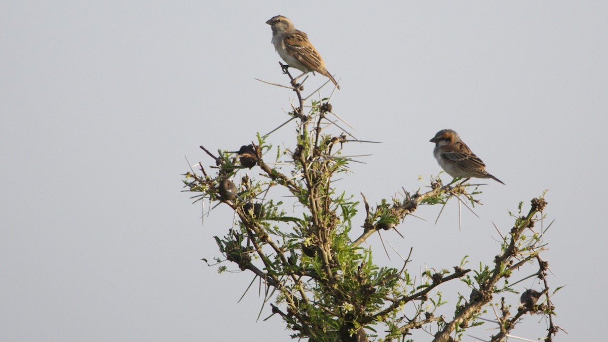 Shelley's Rufous Sparrow - Hans van der Hoeven