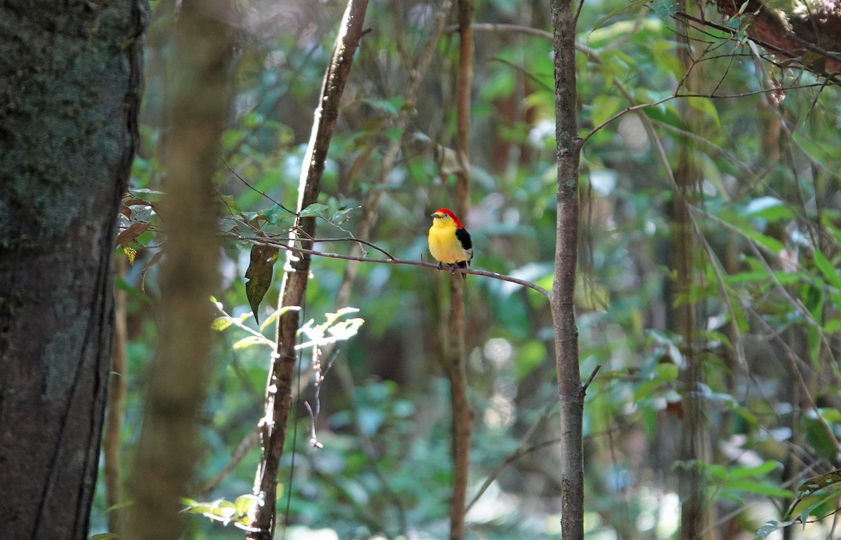 Wire-tailed Manakin - ML615784585