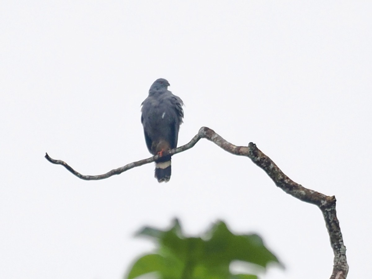 káně dlouhonohá (ssp. caerulescens) - ML615784618