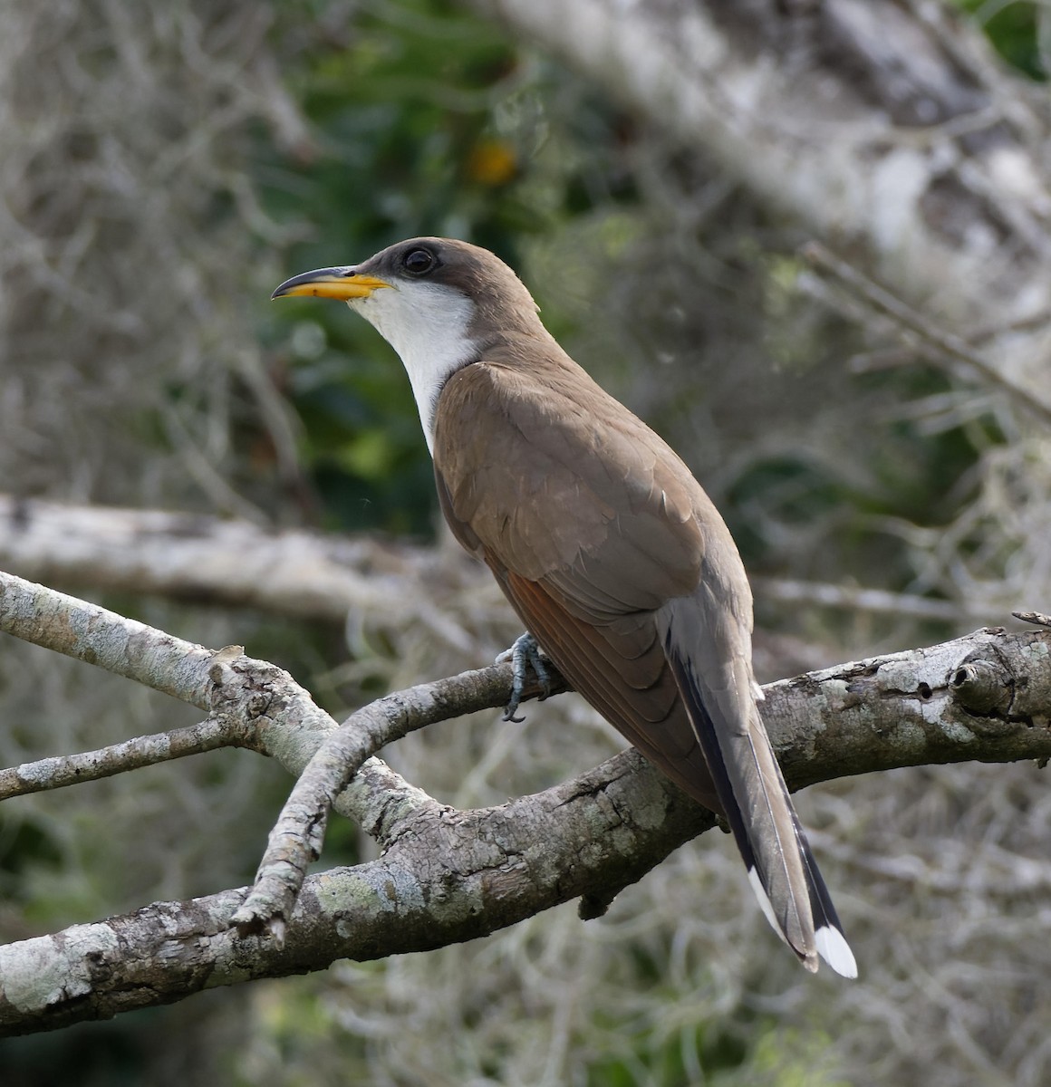 Yellow-billed Cuckoo - Leslie Holzmann