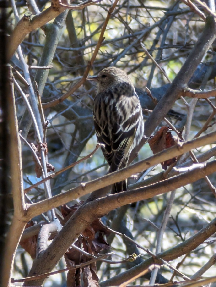 マツノキヒワ - ML615784634