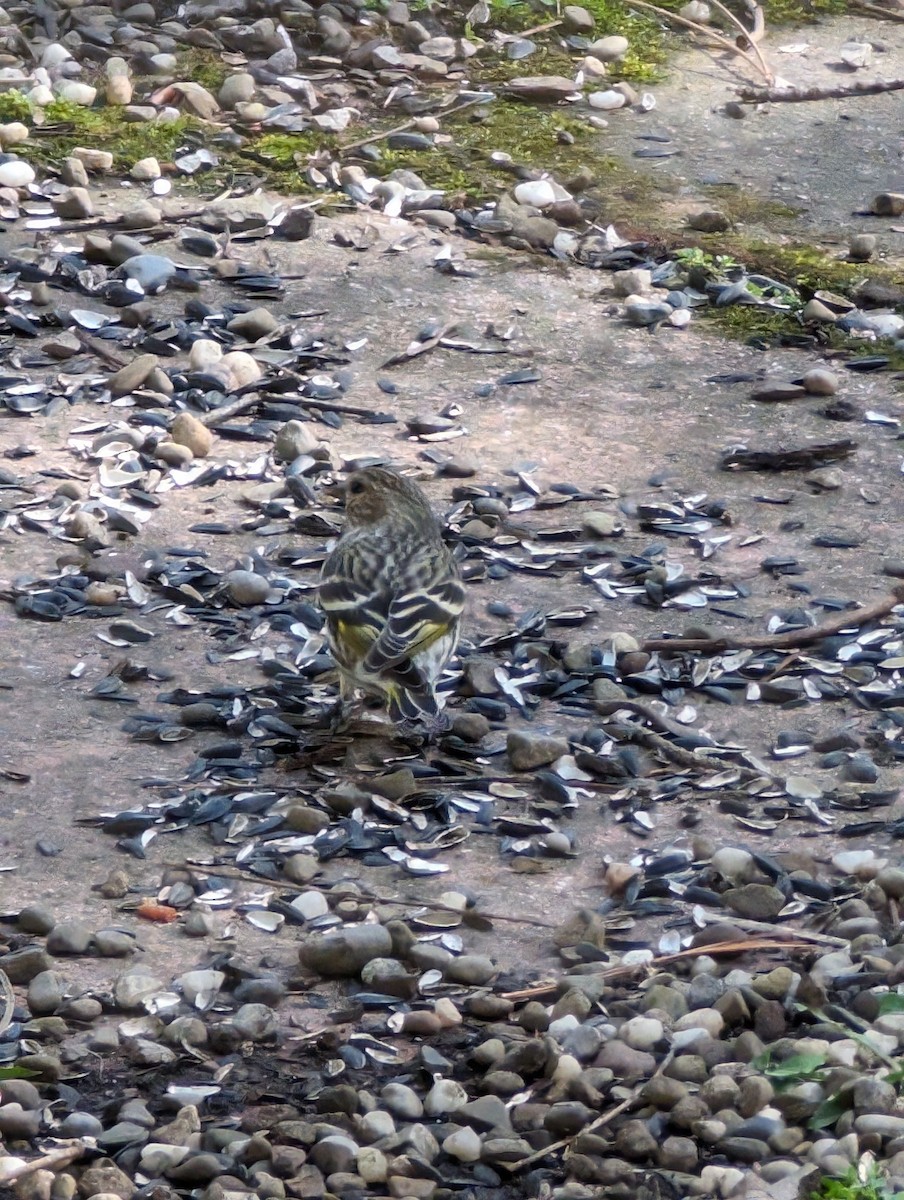 マツノキヒワ - ML615784635