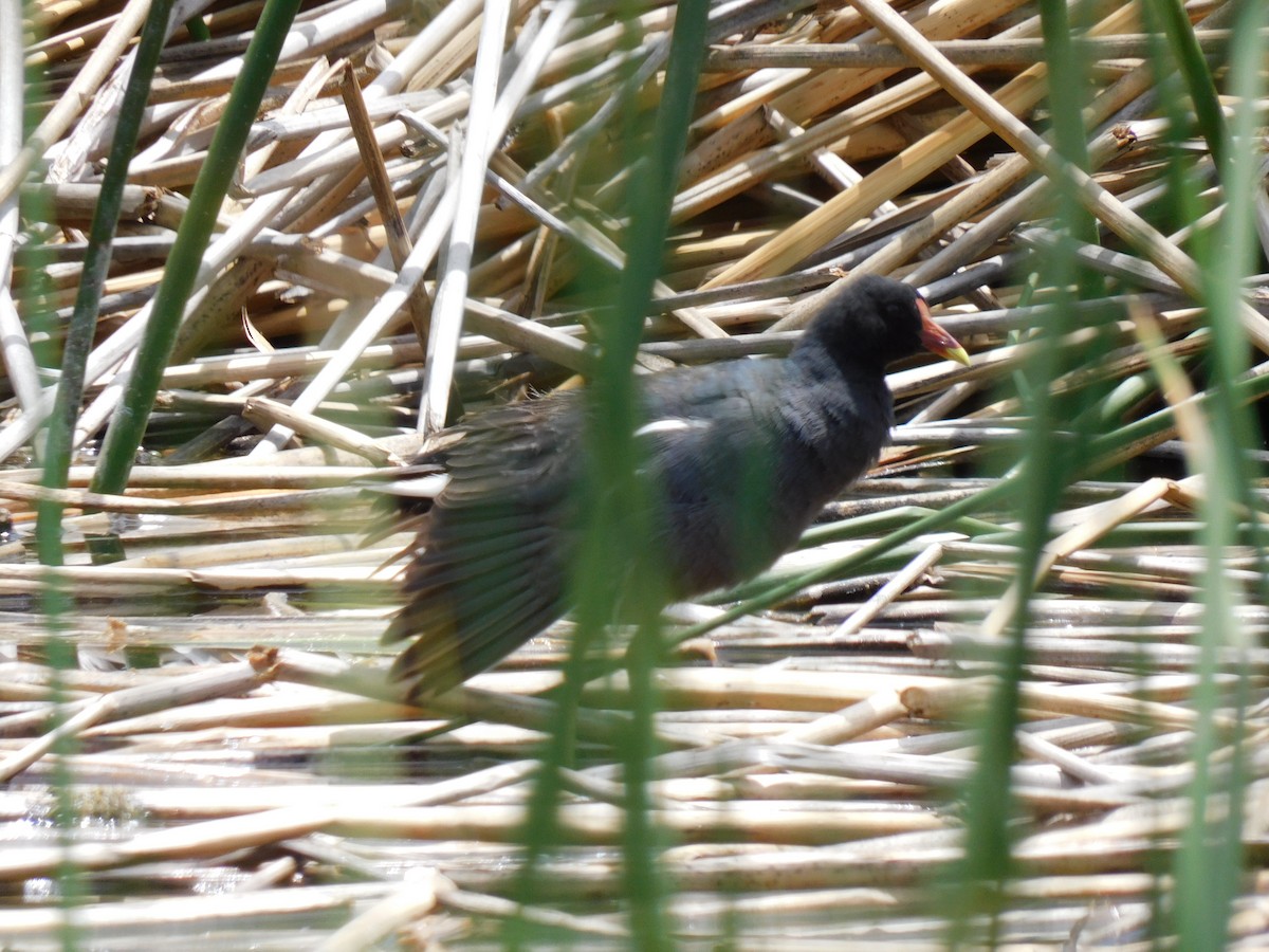 Gallinule d'Amérique - ML615784637