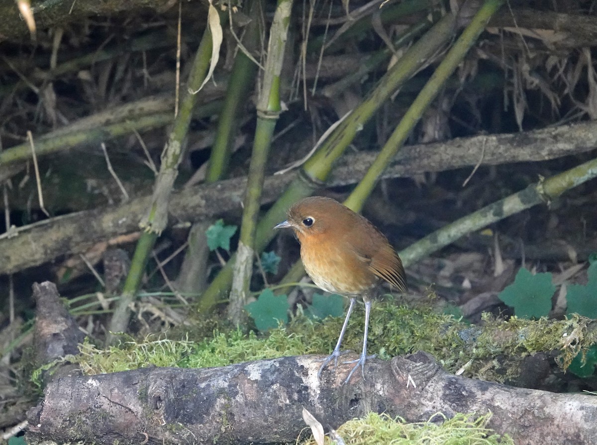 Muisca Antpitta - ML615784647