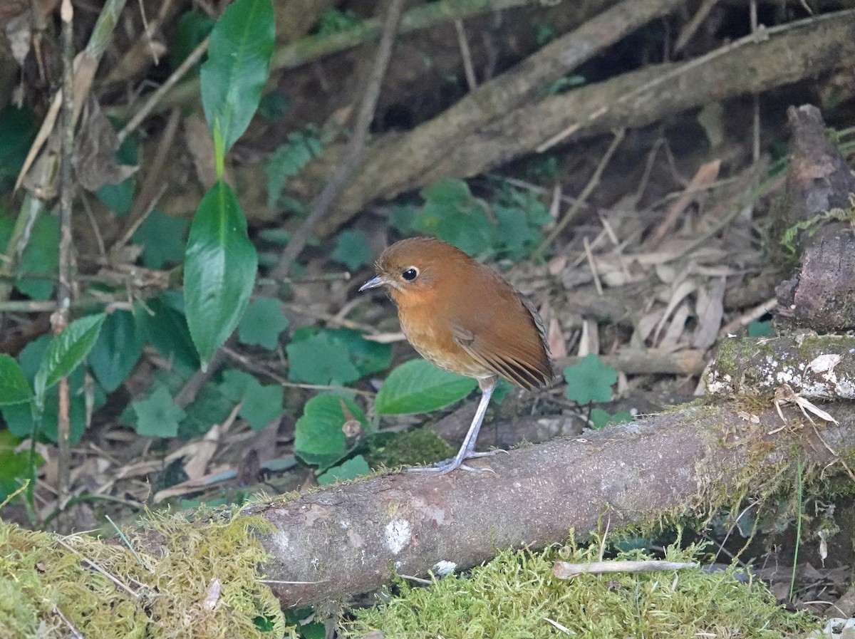 Muisca Antpitta - ML615784648