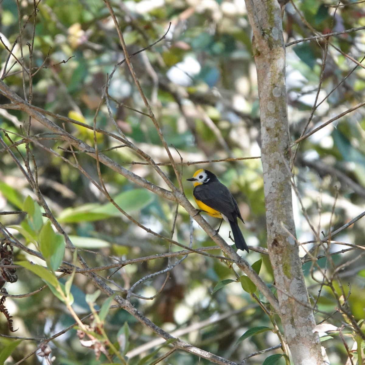 Golden-fronted Redstart - Roger Robb