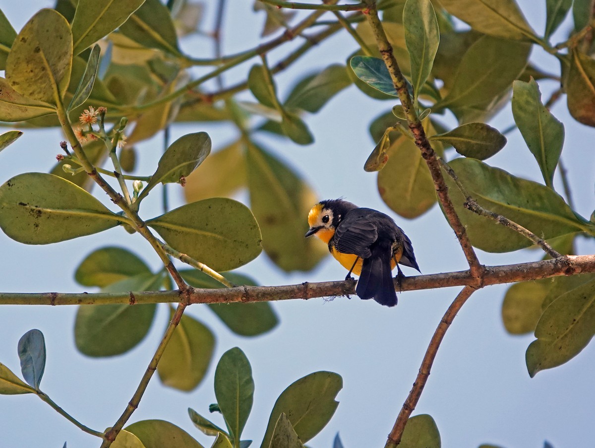 Golden-fronted Redstart - ML615784706