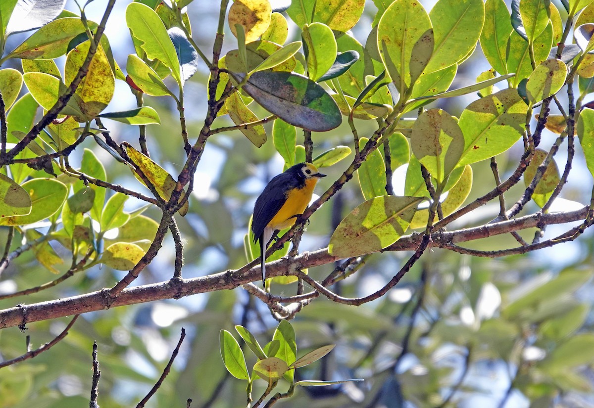 Golden-fronted Redstart - ML615784707