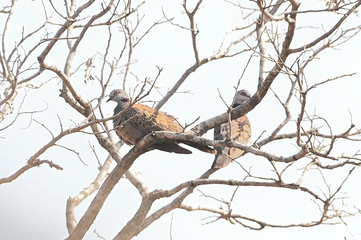 Adamawa Turtle-Dove - Alvaro Rodríguez Pomares