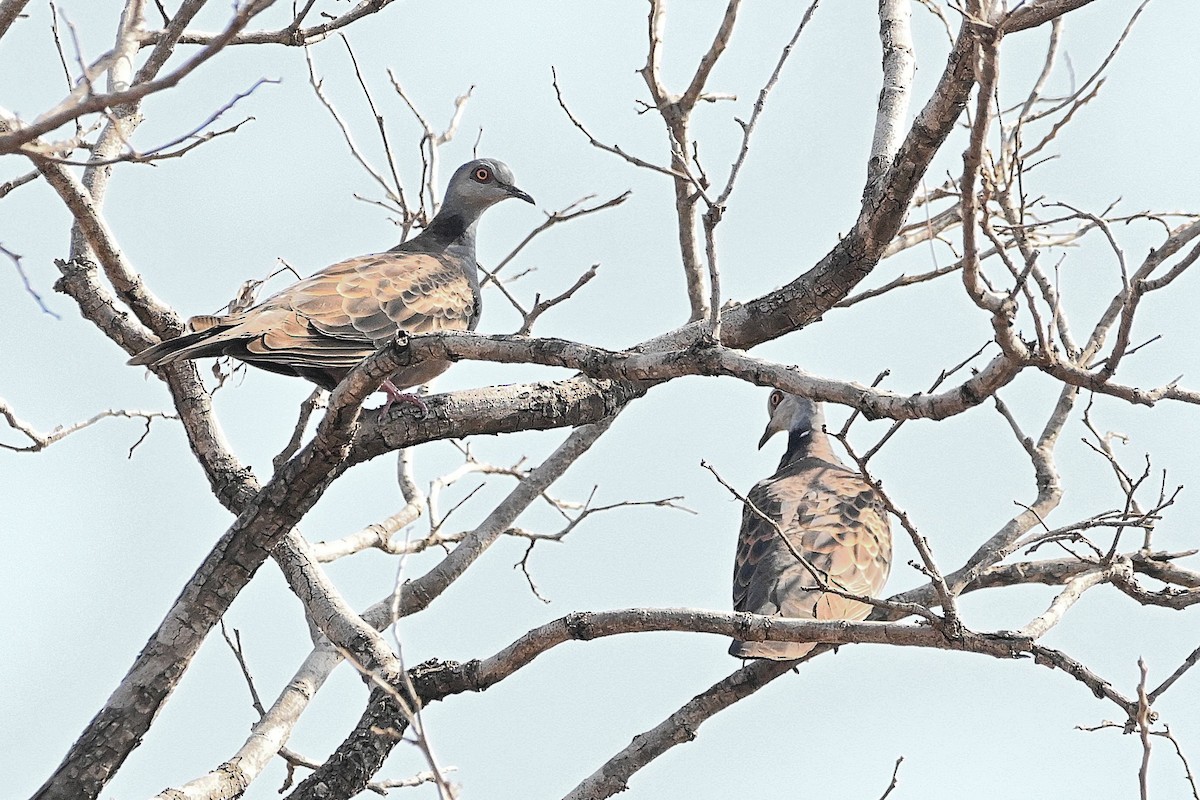 Adamawa Turtle-Dove - Alvaro Rodríguez Pomares