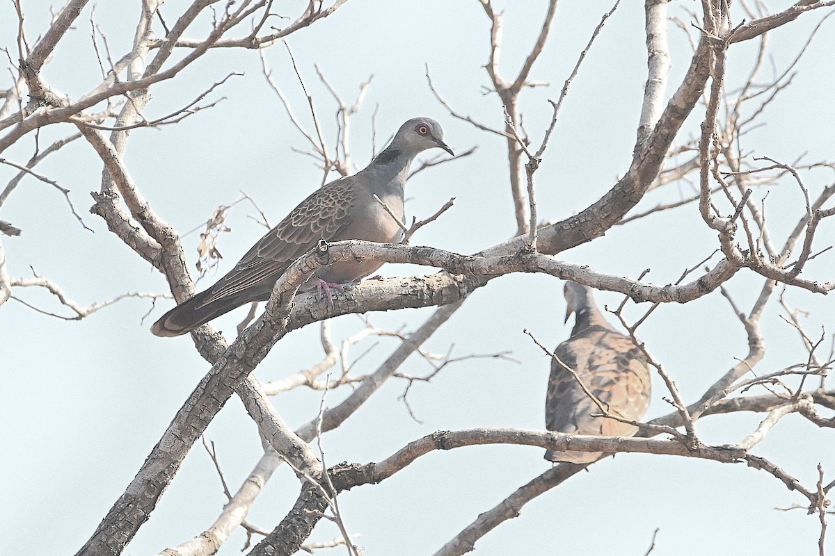 Adamawa Turtle-Dove - Alvaro Rodríguez Pomares