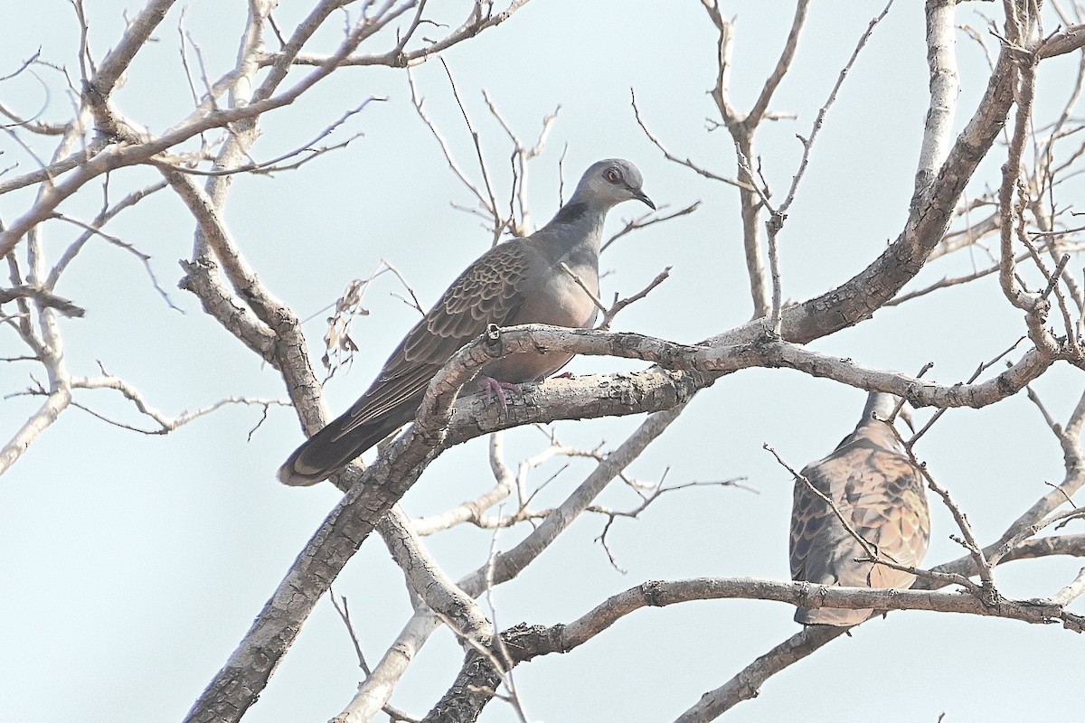 Adamawa Turtle-Dove - Alvaro Rodríguez Pomares