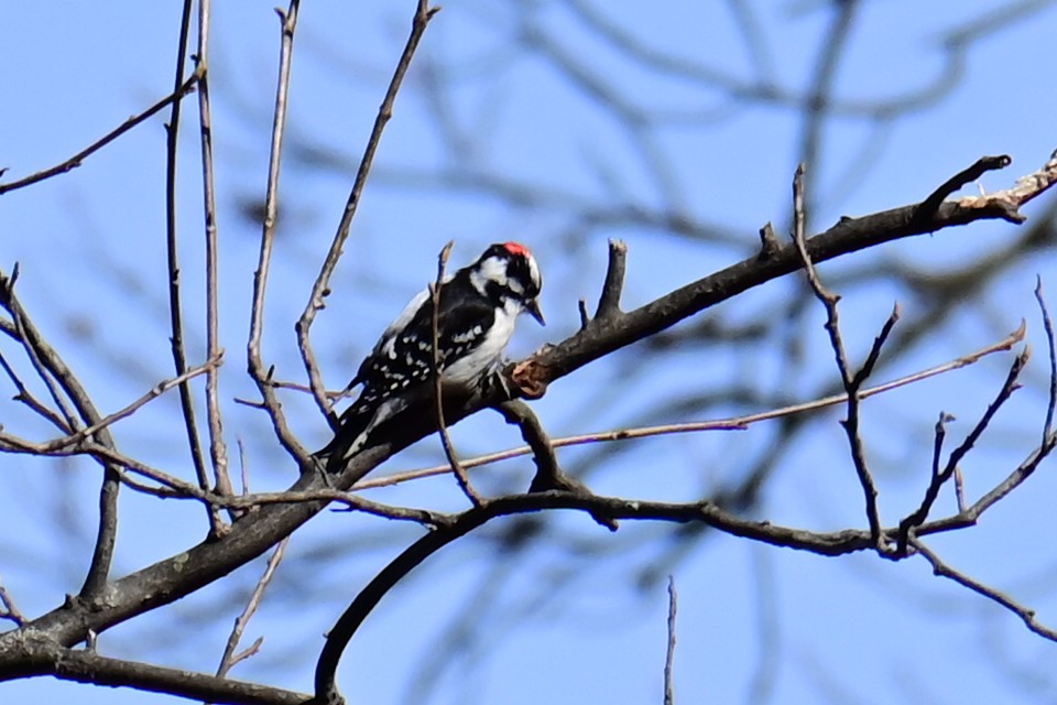Downy Woodpecker - ML615784726