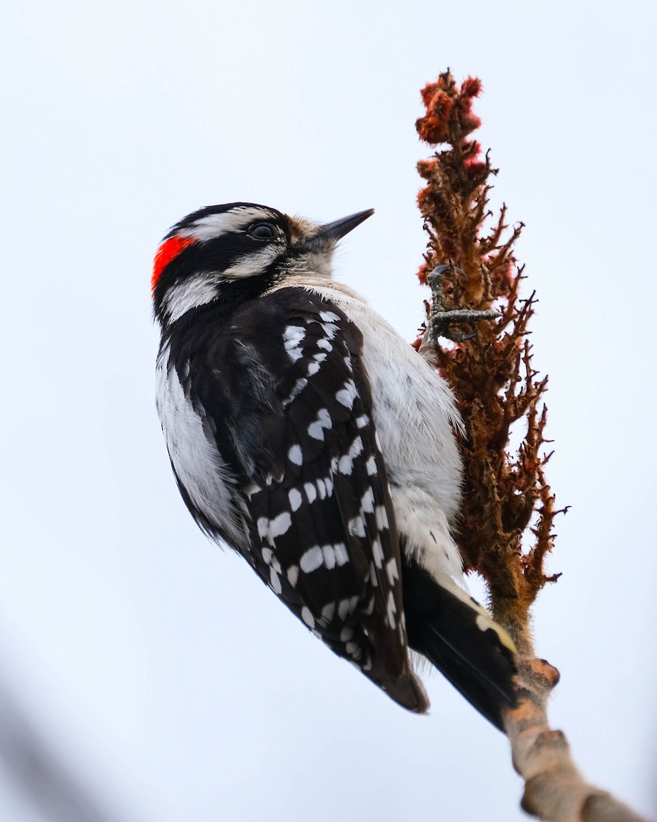 Downy Woodpecker - ML615784748