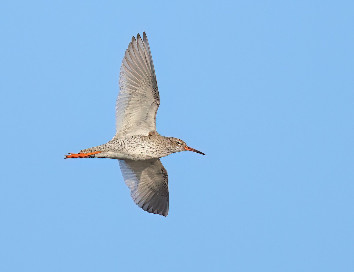 Common Redshank - ML615784780