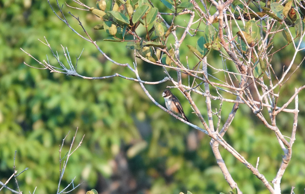 White-naped Seedeater - ML615784792