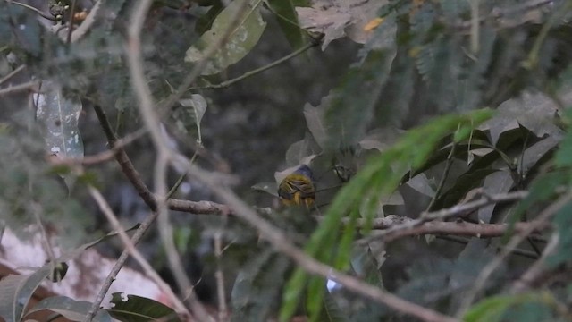 Gray-headed Canary-Flycatcher - ML615784798