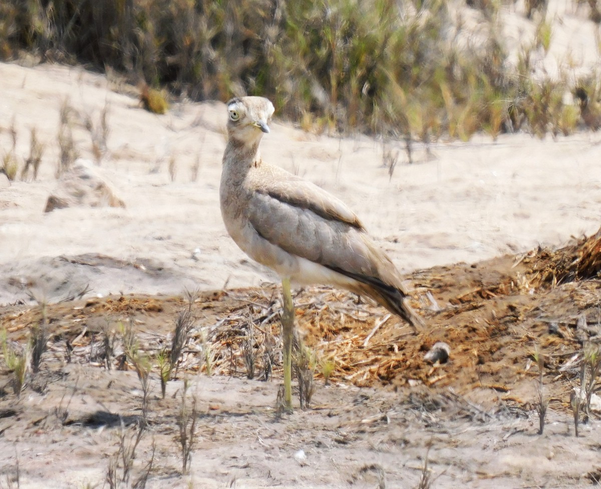 Peruvian Thick-knee - Luis Manuel Gómez