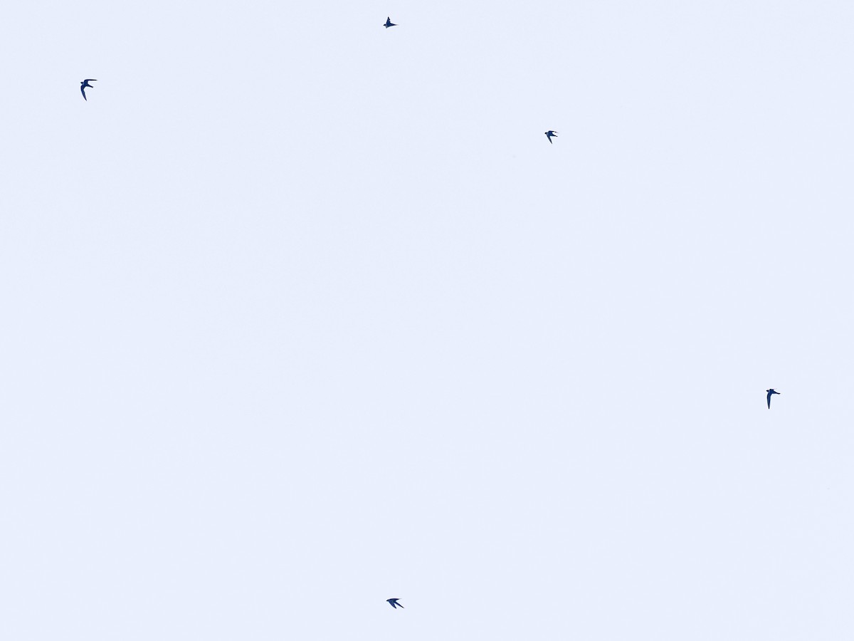 rorýs bělokrký - ML615784841