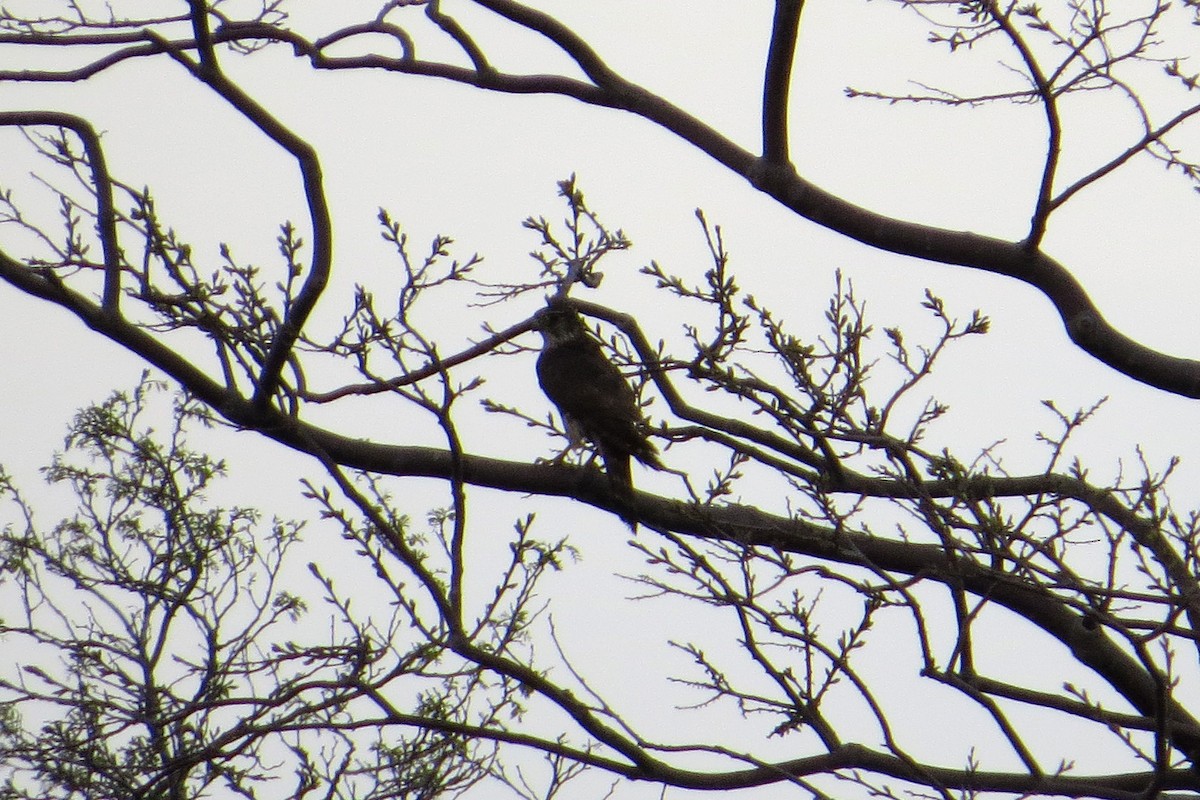 American Kestrel - ML615784865