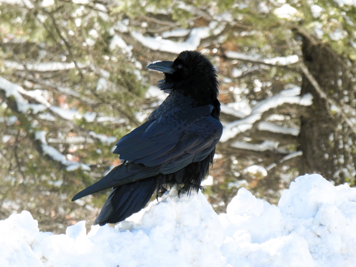 Common Raven - ML615784869