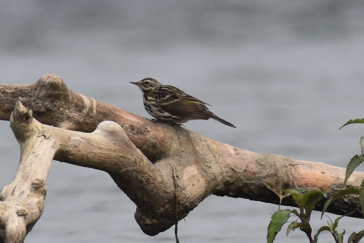 Olive-backed Pipit - Sandra Brown