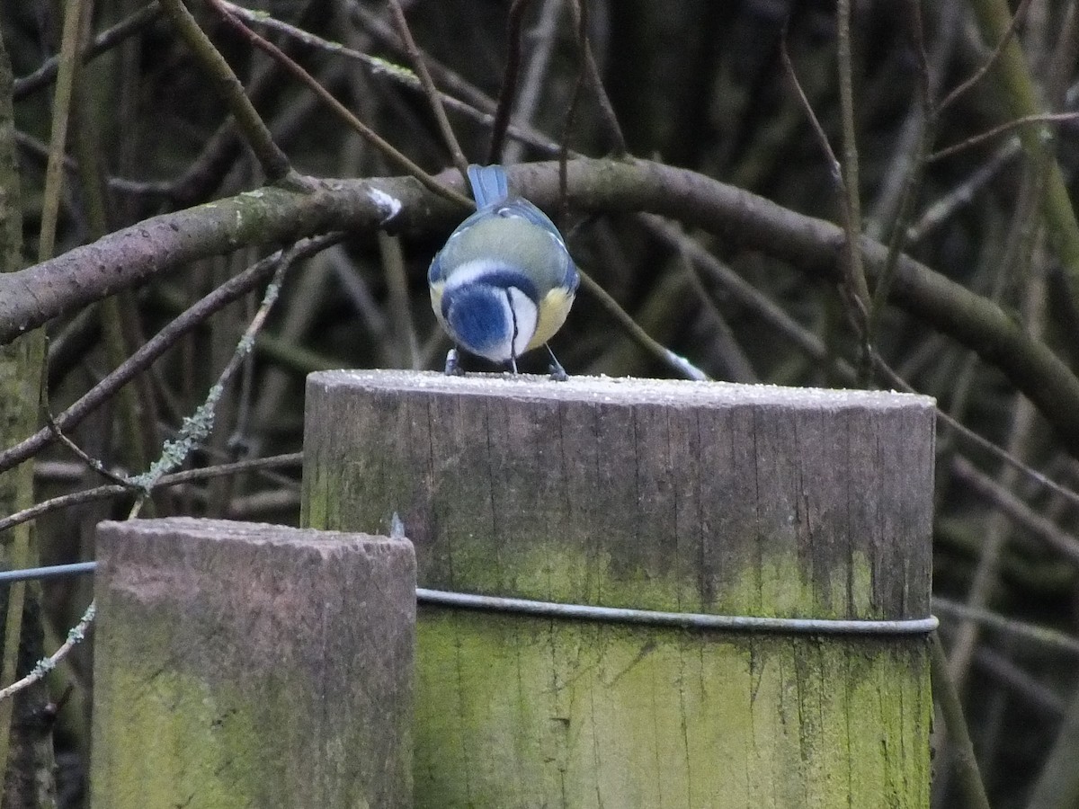 Eurasian Blue Tit - ML615784906