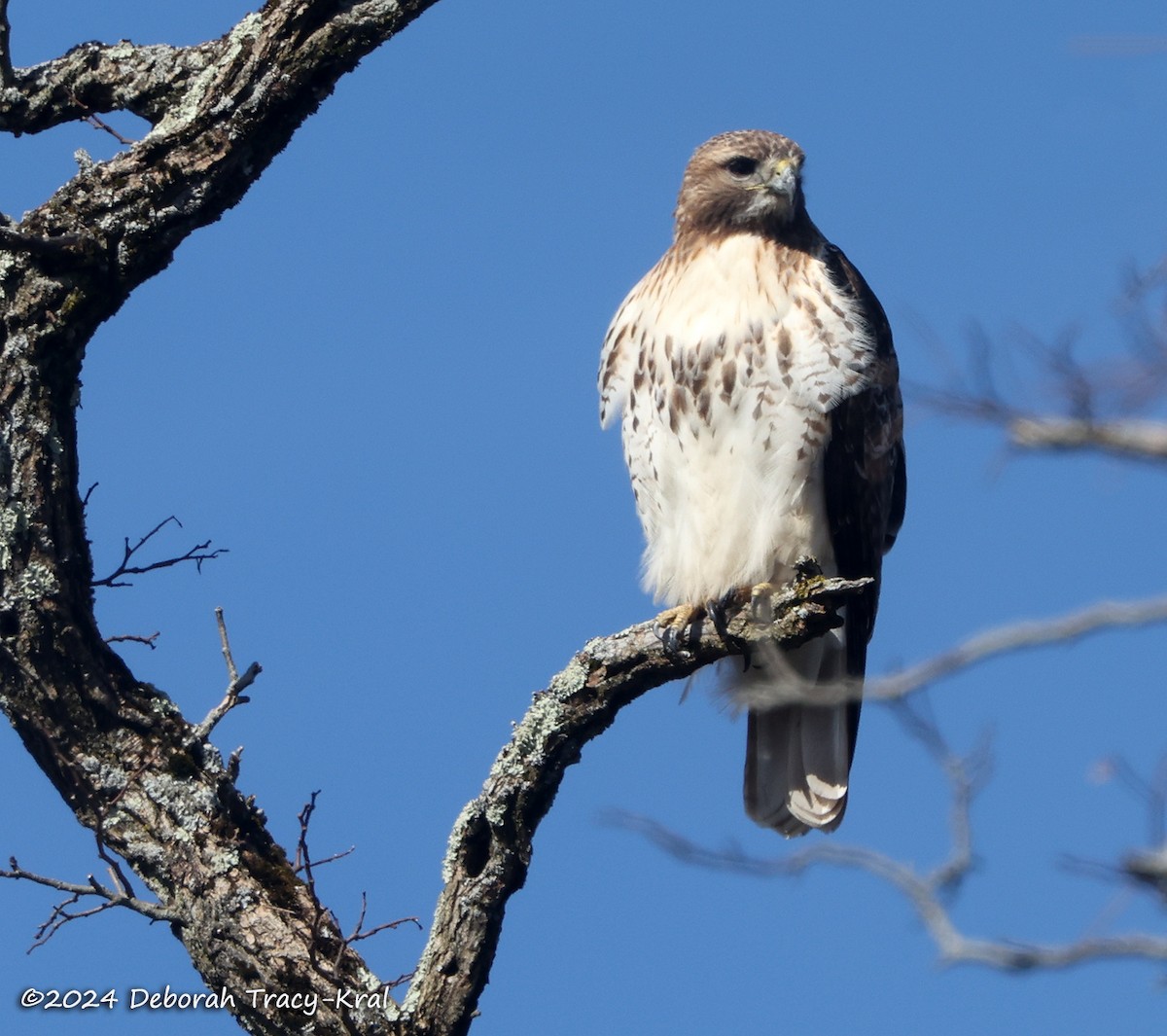 Red-tailed Hawk - ML615784915
