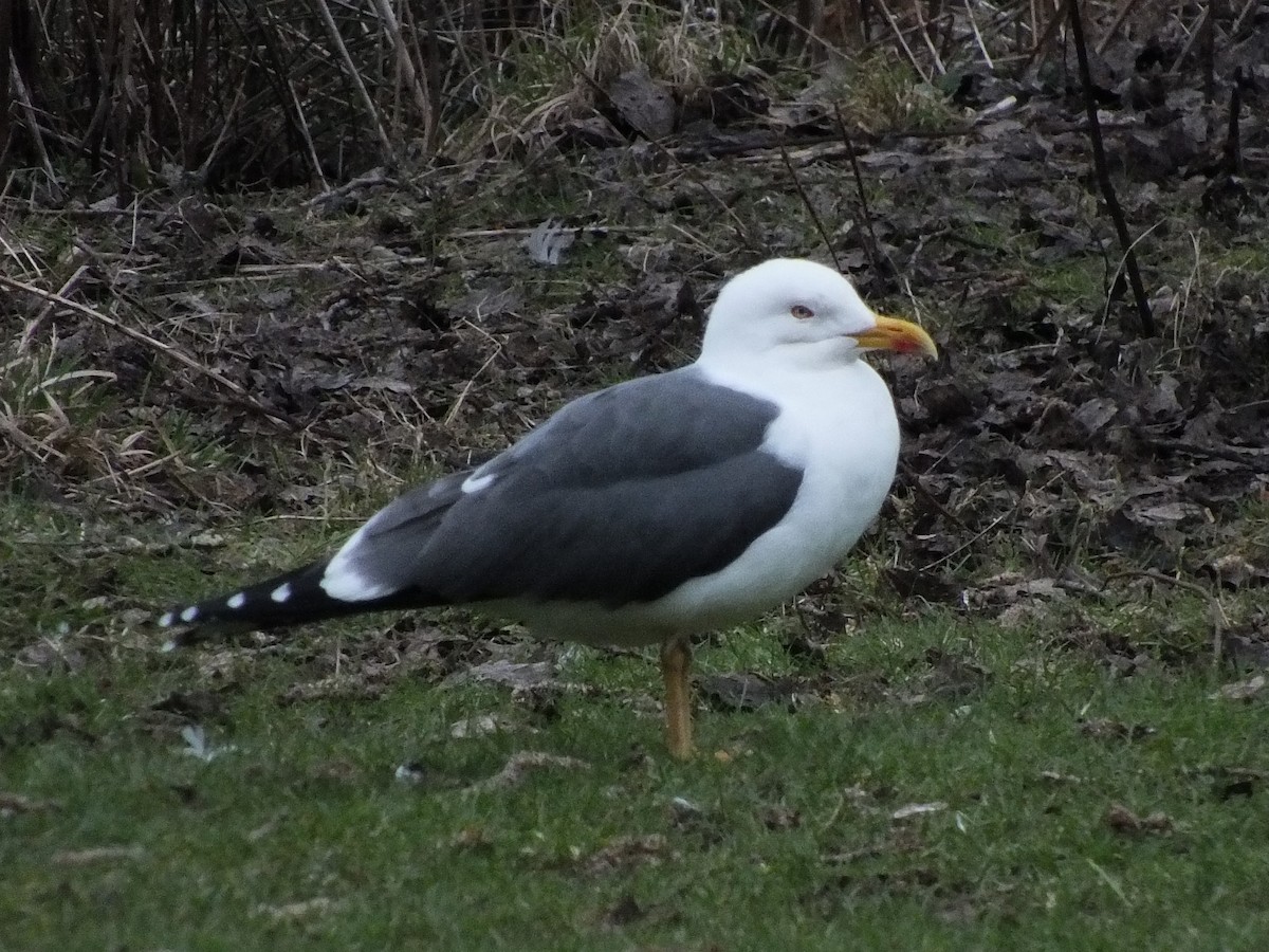 Lesser Black-backed Gull - ML615784938