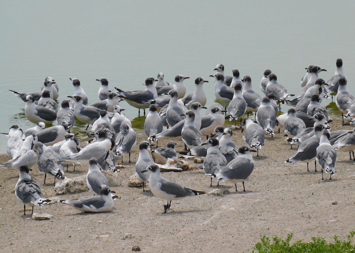 Franklin's Gull - Luis Manuel Gómez