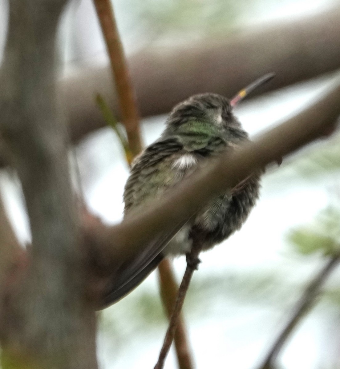 Broad-billed Hummingbird - Richard Norton