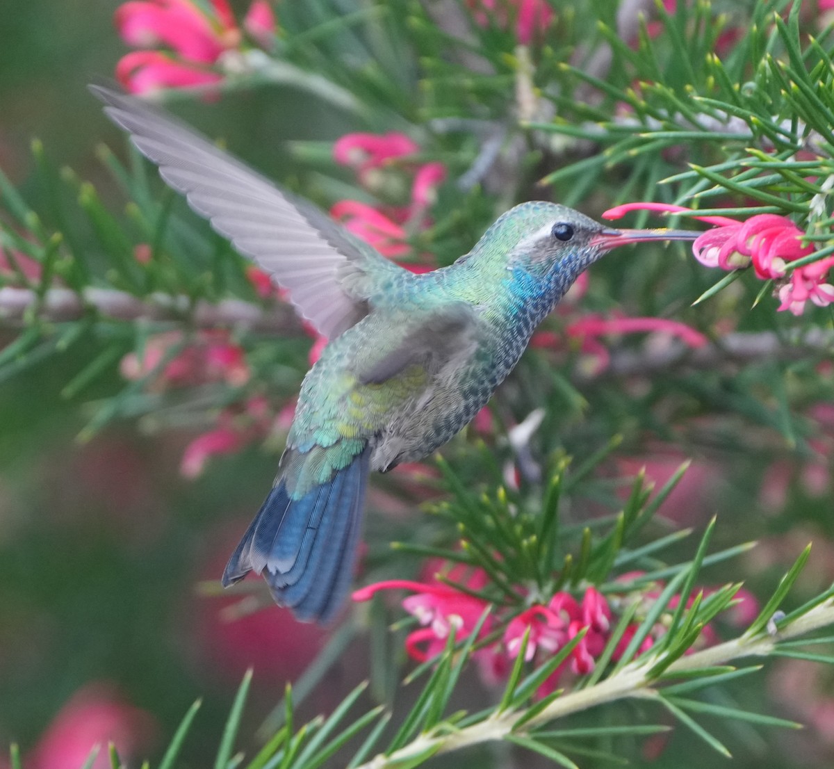 Broad-billed Hummingbird - Richard Norton