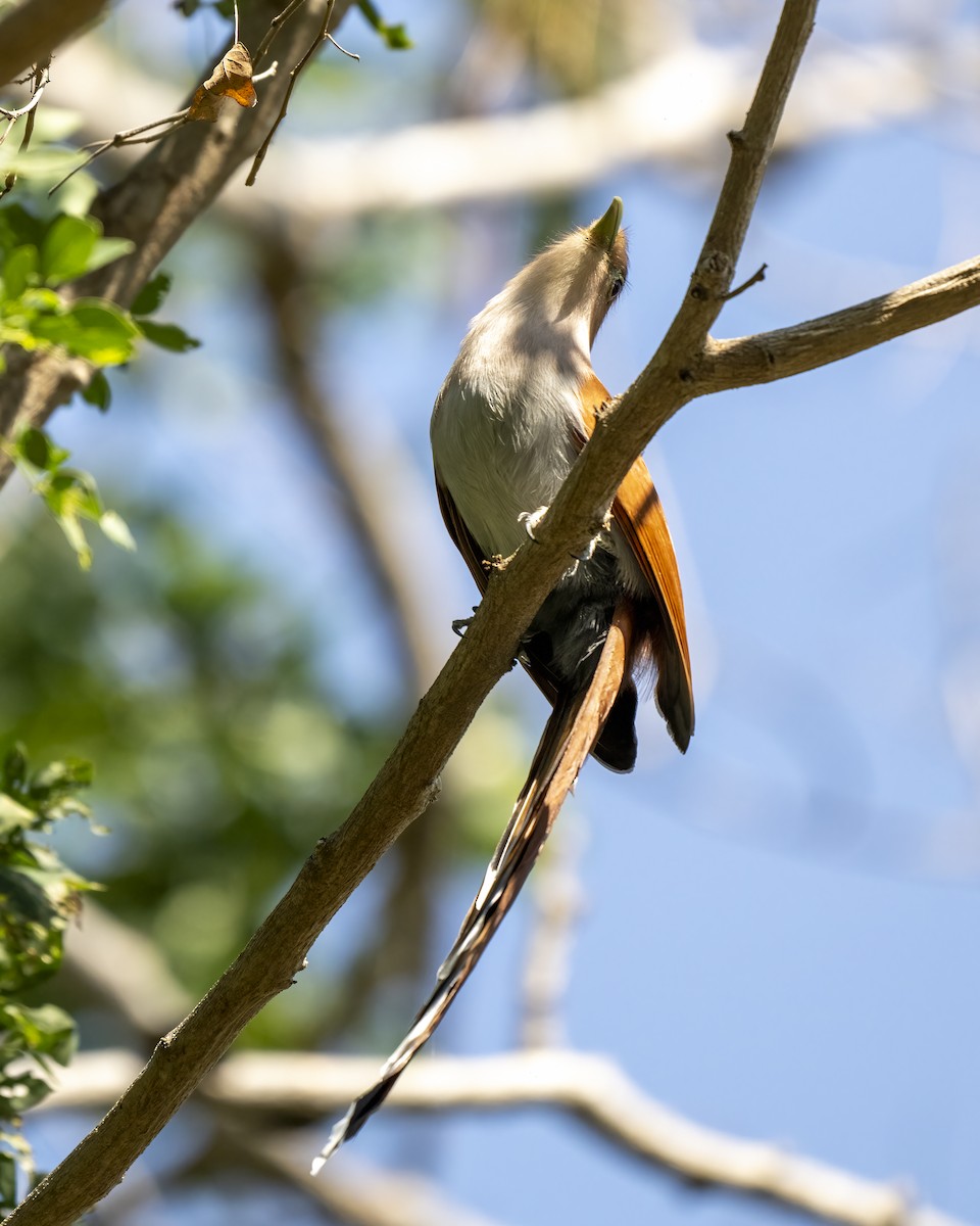 Squirrel Cuckoo (West Mexico) - ML615785043