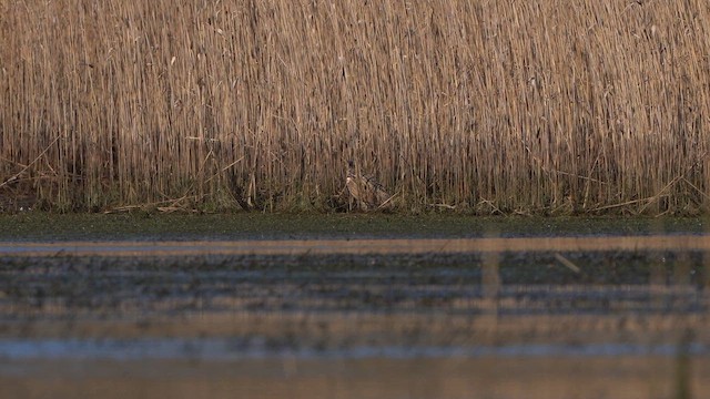 Eurasian Bittern - ML615785048