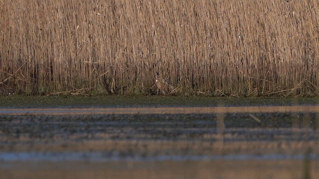 Great Bittern - ML615785048