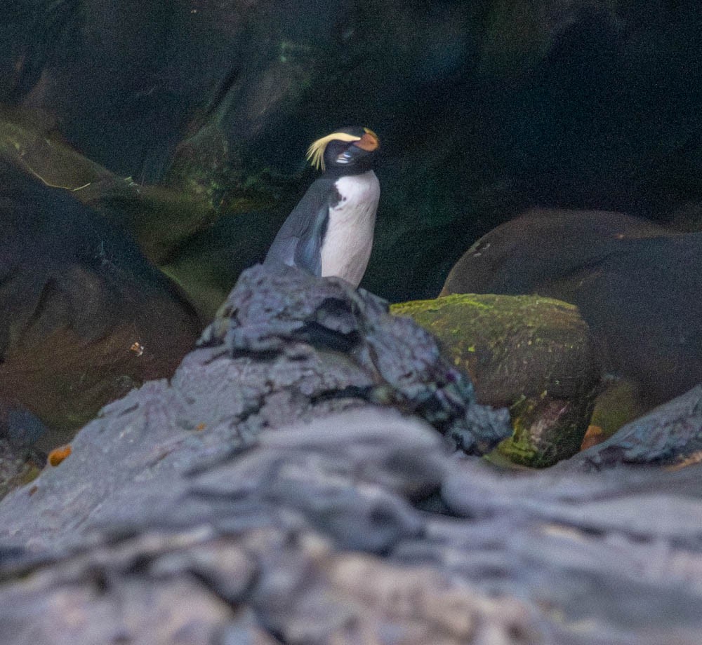 Fiordland Penguin - Carlton Cook