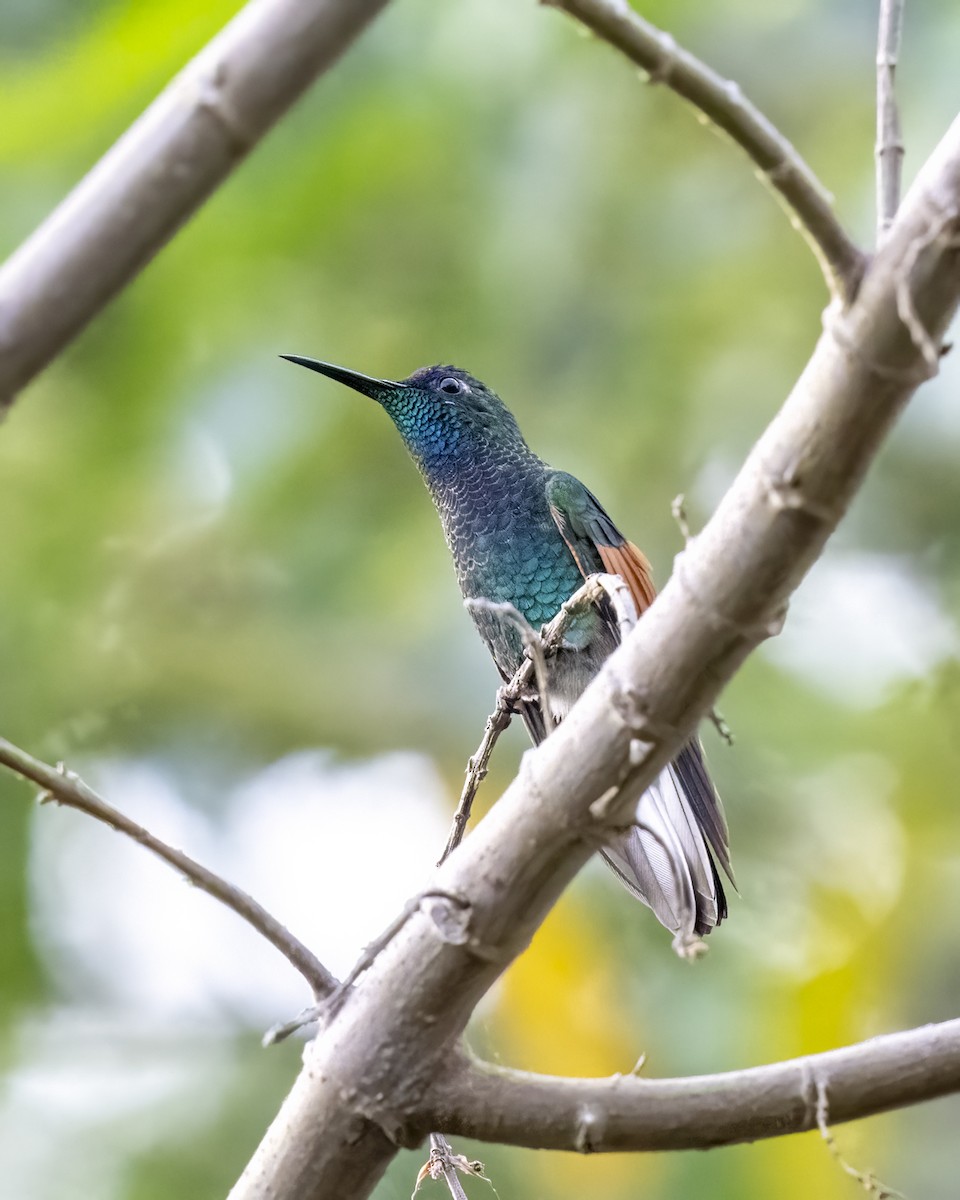 Blue-capped Hummingbird - Hank Davis