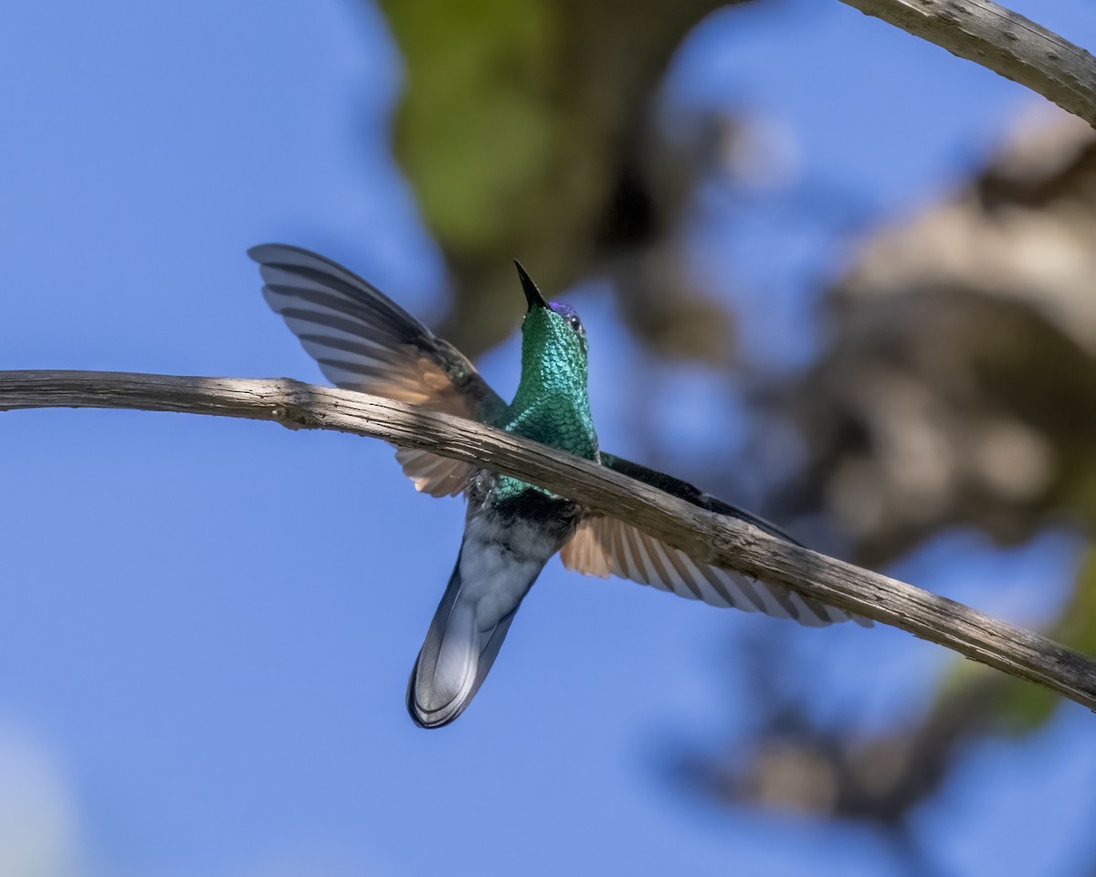 Blauscheitelkolibri - ML615785090