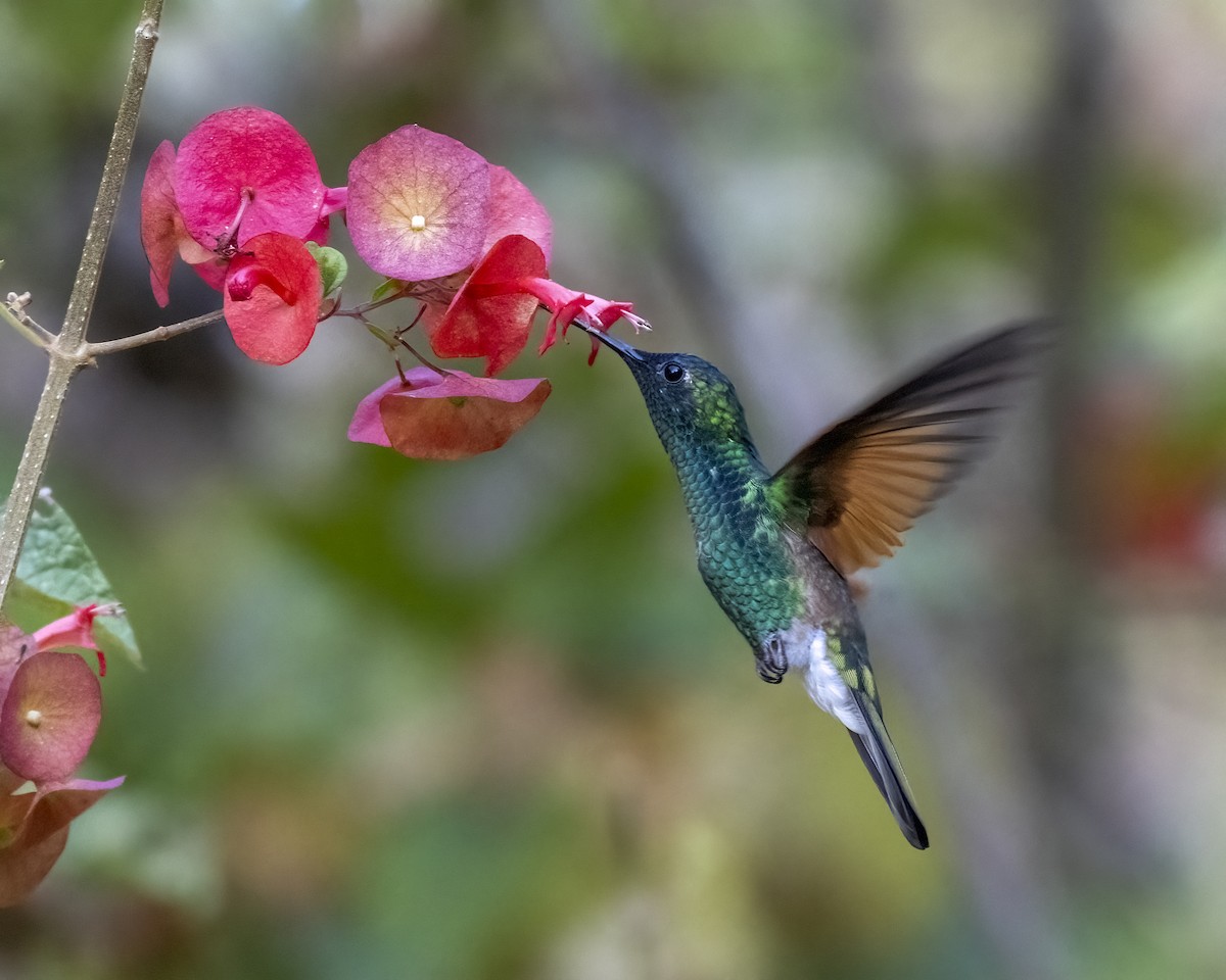 Blue-capped Hummingbird - Hank Davis