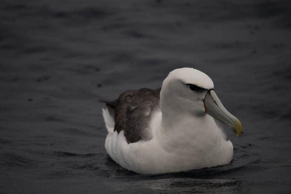 White-capped Albatross - ML615785124