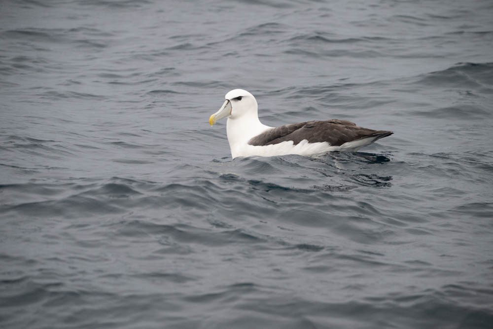 White-capped Albatross - ML615785125