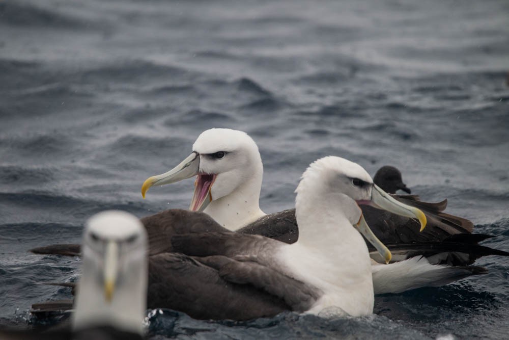 White-capped Albatross - ML615785130