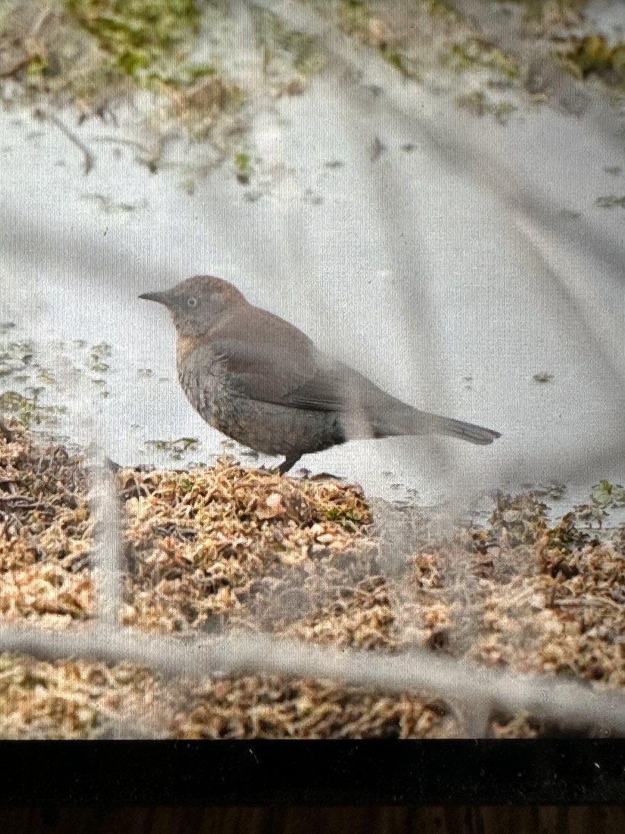 Rusty Blackbird - Gak Stonn