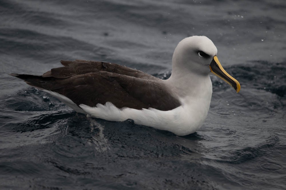 Buller's Albatross - ML615785156