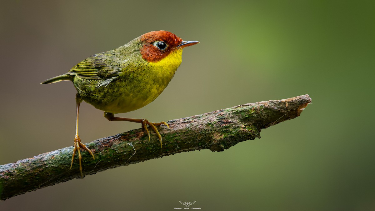 Chestnut-headed Tesia - ML615785164