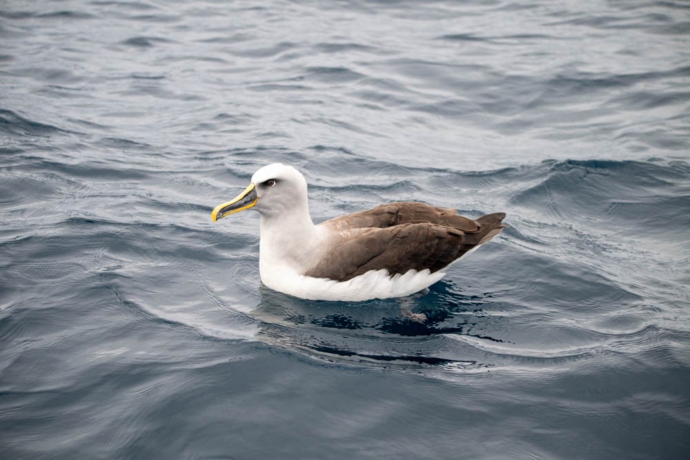 Buller's Albatross - ML615785175